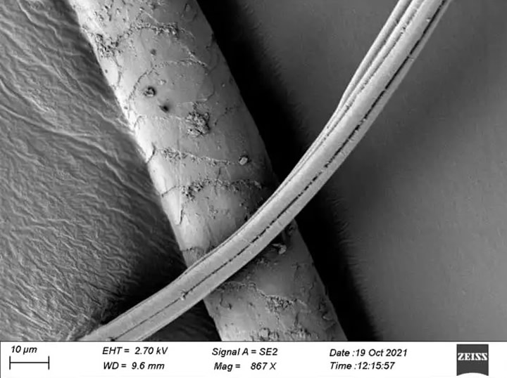 Electron microscope image of a possible canine hair. Credit: Tuija Kirkinen.